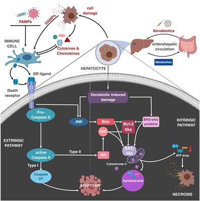 Death Receptor Interactions With the Mitochondrial Cell Death Pathway During Immune Cell-, Drug- and Toxin-Induced Liver Damage